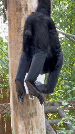 86K views · 2.3K reactions | Tarzan est fascinant !  Avec leurs...