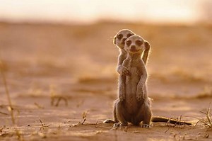 TV Talk: ‘Meerkat Manor’ rebooted on BBC America with bigger scope