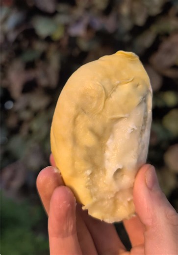 👑 Durian Mon Thong aus Thailand 🇹🇭✨ Die wohl bekannteste Durian der Welt 😍 Ultra cremig, süß wie Vanille mit einer leicht herzhaften Note — ein Geschmack, den man entweder für immer liebt… oder nie vergisst 😄💛 ✔ Bereits für dich geschält ✔ Bei voller Reife geerntet ✔ Direkt von einer kleinen Familienfarm 🌿 ✔ 1 Schälchen entspricht ca. 1,4 kg ganzer Durian 🤯 Ja, sie riecht intensiv 😅 … aber echte Durian-Liebhaber wissen: Der Geschmack ist jede Sekunde wert 🤤🔥 #durian #monThong #tropica