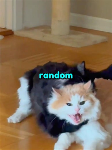 Why Cats Suddenly Slap Each Other 😳❤️ #shorts