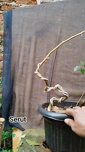 5.3K views · 50 reactions | Basic movement #basicmovement #grafting #bonsaismall #bonsaimame #bonsaithemax30cm #themax30cm #bonsaisantigi #antingputrivietnam #sancangsmall #bonsaisancang #bonsaisaengsimbur #sancangthemax #saengsimburvietnam #Wrightiareligiosa #bonsaiantingputri #premnamicrophylla #bonsaibogel #progamakar #bonsaivietnam #fypシ #CapCut #tiktok #bonsaikimeng #sancangthemax30cm #bonsaiwaru | Bonsai Nguyen | Facebook