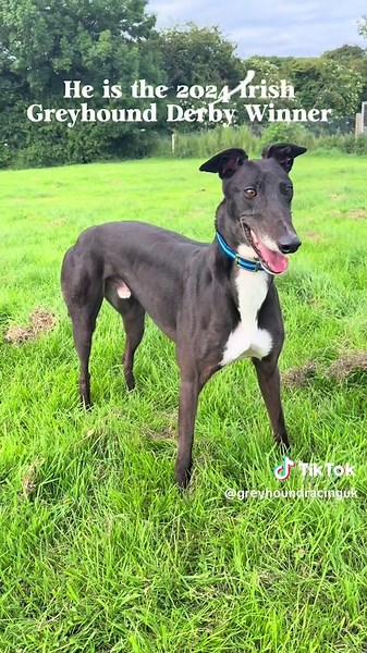 🛳️ Behind the Scenes of the 2025 Star Sports & TRC English Greyhound Derby Ante-Post Favourite, Bockos Diamond travelling to the UK, ready for tomorrow night! #GRUK #Derby2025 #behindthescenes
