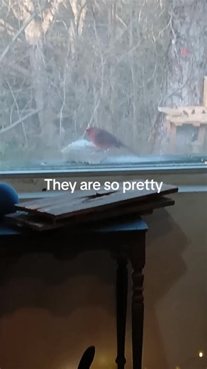 huntercoffman491 (@huntercoffman491)’s videos with Somebody's Watching Me - Rockwell