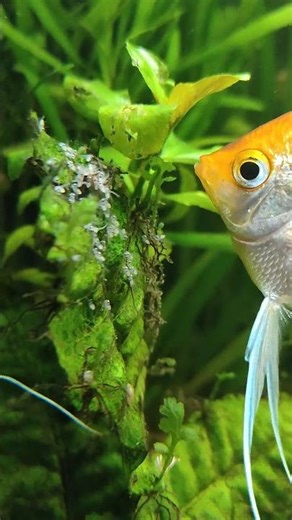 Nature is wild. 🌿...​​#angelfish