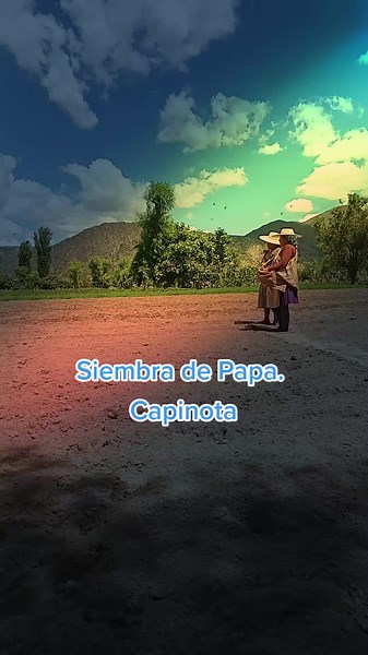 siembra de papa. #Agricultura..Capinota