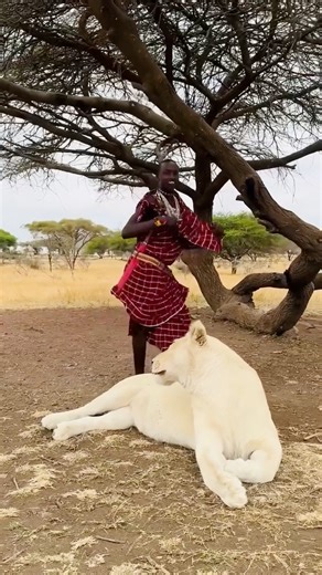 1.1K views · 40 reactions | This is one of the place in Africa where you will get direct connection with the wild. Its Serval Wildlife, Tanzania  #africa #wildlife #tanzania | Typical African | Facebook