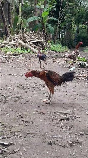 ayam birma ori line caplin dan ayam mangon bulbi