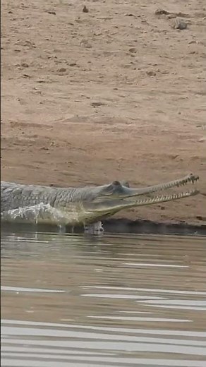 Witnessing a Gharial in the Wild – A Rare Encounter in Chambal Gharial Wildlife Sanctuary