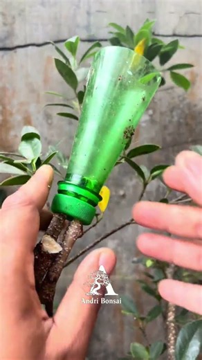 Trying Air Layering Technique with Used Plastic Bottles: Simple and easy #bonsai #bonsaitree
