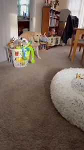 So excited to get this month’s issue of Dogster magazine!! Check out page 63… 😉❤️ #Disabledpets #spreadsteviejoy #steviethewonderdog #chawareness #cerebellarhypoplasia #cerebellarhypoplasiadogs #labsofinstagram #labsofinsta #rescuedogs #yellowlab #grateful #appreciative | Stevie the Wonder Dog