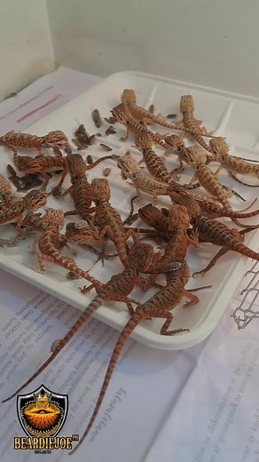 Tiny dragons, tiny meals 🪳🪳 Feeding time for the next generation, growing strong one dubia at a time! . . . . #BeardieJoePH #Beardeddragons #Beardeddragonoftheday #Reptilekeeper #Dragons #Pogonavitticeps #Beardeddragonofinstagram #Leatherback #Dunner #Hypo #Trans #Zero #Witblits #Geneticstripe #Lizards #Petreptile #Beardie #Beardielife #desertreptile | Beardiejoeph