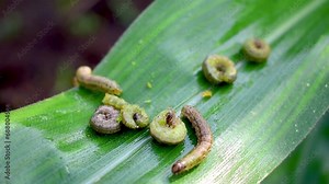 In the maize field, the armyworm attack the maize leaves, causing damage to the maize leaves, causing major losses to the maize itself. Maize is damaged by the fall armyworm Spodoptera frugiparda