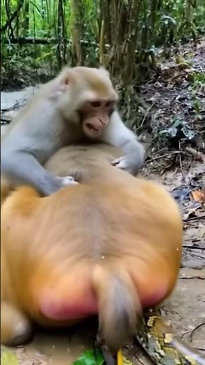 Macaque Rescue: Jungle Fight for a Life #Wildlife #NatGeo