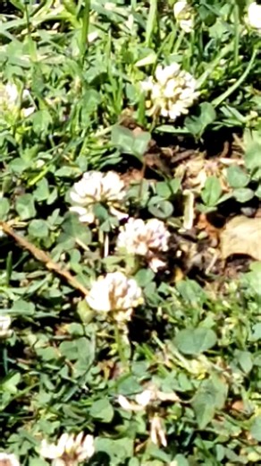 How do you mow an insect friendly lawn with lots of clover without killing bees? Once the lawn is mostly in the shade seems to be the best time, yet today I still took twice as long as needed waiting for the bees to move. Tips anyone? Or is patience the only way? | The Farm Office