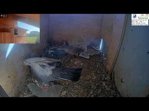 BREAKING: Pigeon Nestling Hatches on Live Cam 🎥 | Nature’s Miracle