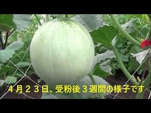 ２０１６年度 ネットメロン栽培記録 ＃２