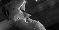 Video: Bats Fold Wings for Ultra-Efficient Flight