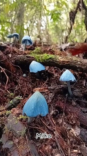 BLUE MUSHROOM