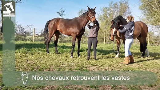 🎉Mise à l’herbe des équidés chez Animaux en Péril 🎉 Comme chaque année, les chevaux, ânes et poneys du refuge retrouvent les prairies pour la belle saison ! 🌻 Pour habituer leur système digestif à une sortie permanente, ils sont d'abord passés par une période d’accoutumance. Ils se sont donc nourris de la première herbe du printemps sans en abuser. 😄🌱 L’excitation est à son apogée chez nos protégés, ils savourent le début d’une nouvelle saison ! ☀️ Découvrez maintenant leur première sortie 
