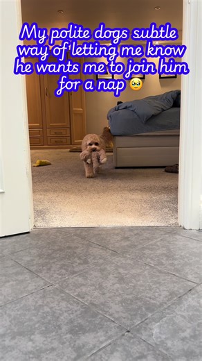 Best Cuddle Bug: Join Me for a Cozy Nap