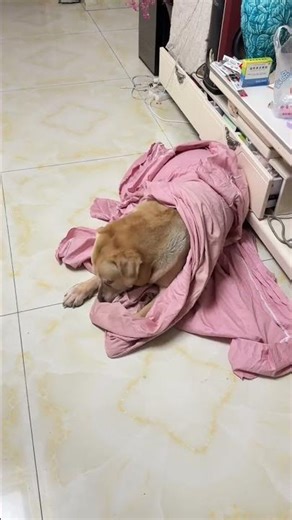 Mystic Animals: When Pups Turn into Geniuses! AnimalMagic CuteAnimalVids