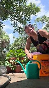 Making a at home fertilizer with yeast and brown sugar for my strawberries.
