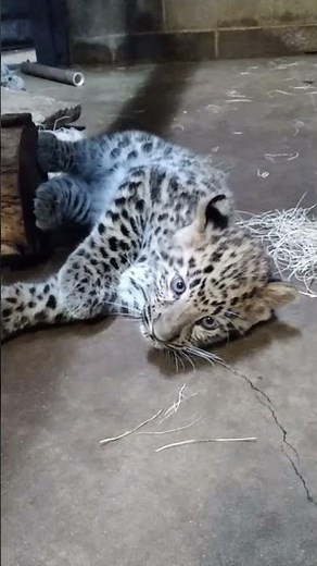 Amur leopard cubs roar at the Saint Louis Zoo