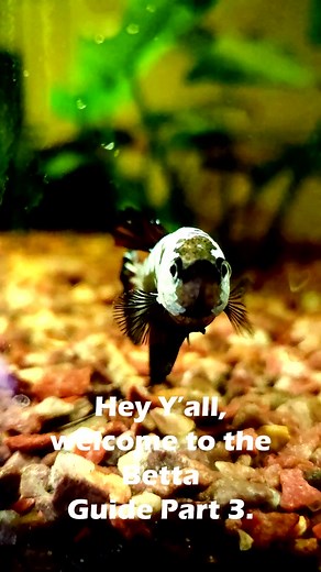 All About Betta Fish Filters: Tips and Tricks for a Clean Tank!