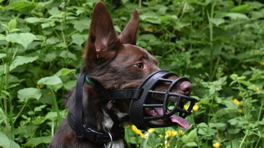 Everything you need to know about Dog Muzzle