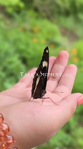 61 reactions | Where butterflies land gently, and native birds sing to native trees— this is life in harmony. Alhibe Farm, Sac-on, Carmen, Cebu, Philippines #AlhibeFarm #NatureInYourPalm #NativeWildlife #PhilippineForestMagic #CebuHiddenGem #ReturnToNature #EcoRetreatCebu #SlowDownHere | Alhibé | Facebook