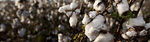 UF/IFAS Research Aims to Update Nitrogen Recommendations for Florida Cotton - UF/IFAS Extension