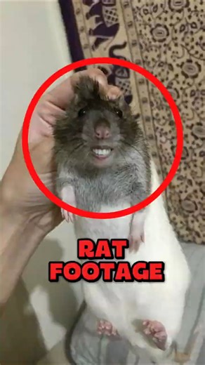 If You Ever Put a Camera on a Rat… Watch This 😳🐀