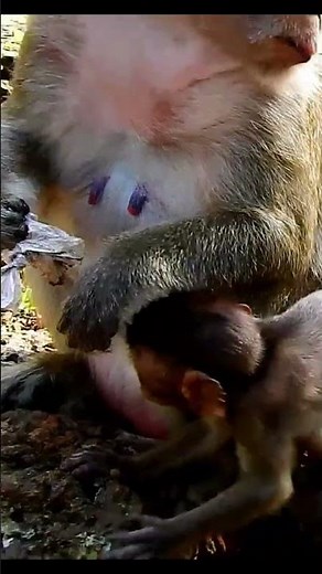 Monkey species: The baby monkey was punished for nursing but didn't forget to look for food.