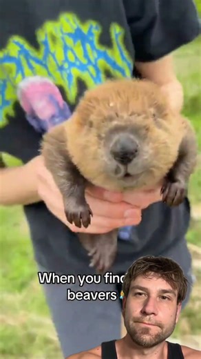 Don't you just wanna take these beavers home ?
