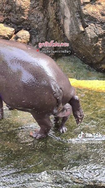 ลูกฮิปโปแคระ ลูกแม่หมูกรอบกับพ่อขนุน ที่สวนสัตว์นครราชสีมา #สวนสัตว์โคราช #สวนสัตว์tiktok #หมูเด้ง #ฮิปโปแคระ #เที่ยวถ่ายไปมั่ว