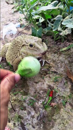 The laughter of frogs | surprise frog funny jump | animal funny video | tep longheng funny