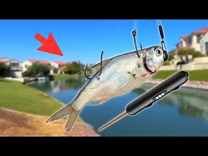 Is This Live Bait Fishing Gadget a Scam? (Surprising)