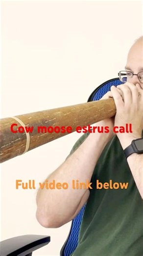 Cow moose estrus call