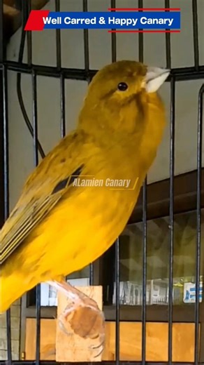 Peaceful Bird Sounds for Deep Sleep 🌿 #relaxing #stressrelief #naturesounds