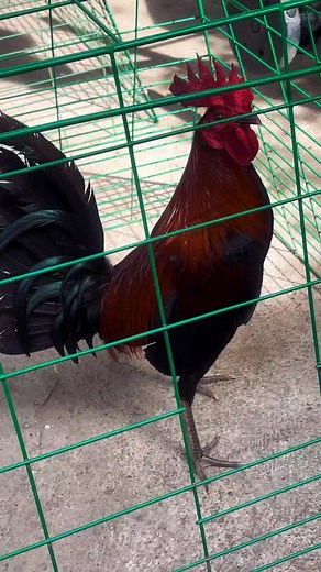 7.8K views · 316 reactions | Good Eve Boss | Ekdr EB Backyard | Facebook