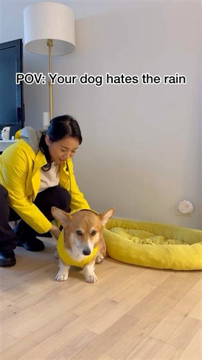 92K views · 417 reactions | Dash worst nightmare after not getting treats is the rain ️☔️ | Dash & Lili The Corgis | Facebook