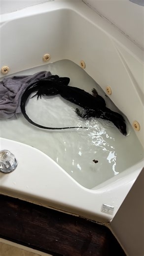 @lookatmylizards on Instagram: "Please see the attached video of my lizard in a bath tub let me know if you have any questions or feedback"