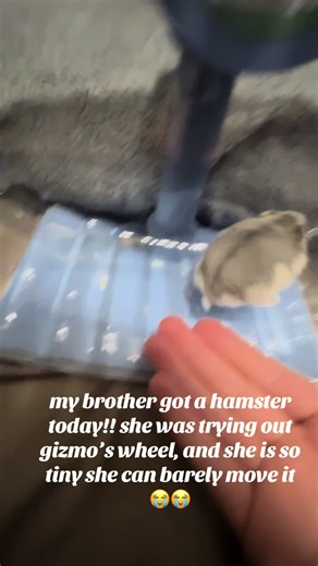 Meet Our New Tiny Hamster!