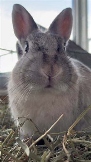 🐰 #asmr #bunny #fyp #foryou #foryoupage #viral