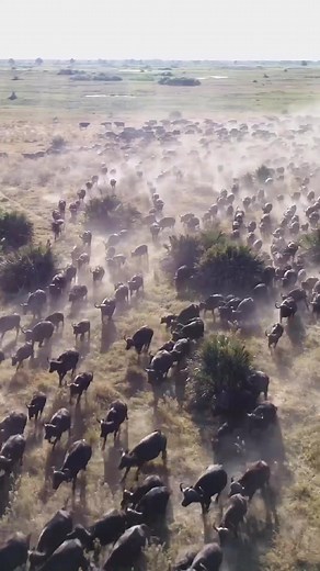 Aerial View of Cape Buffalo Herd Running in Okavango Delta, Botswana