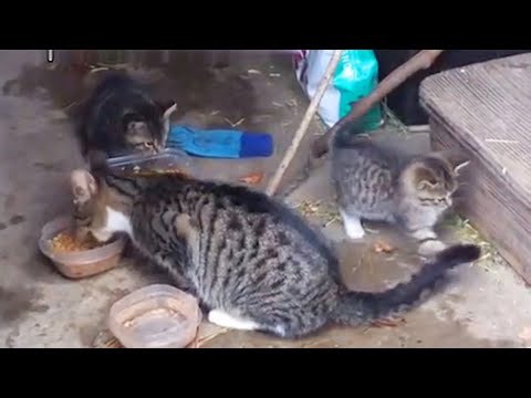 Woman Finds Stray Mama Cat And Kittens Outside Her Home