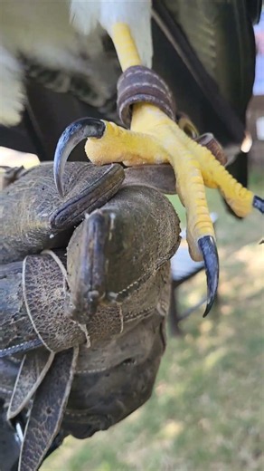 CHILEAN EAGLE-BUZZARD TALONS
