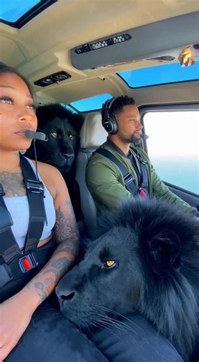 Helicopter ride..#lion #black #wildlife #wild #living