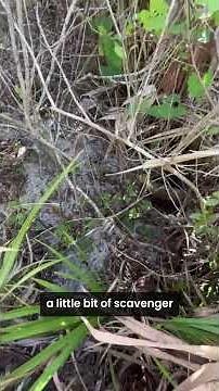 Day in the Life of a Kleinfelder Environmental Scientist