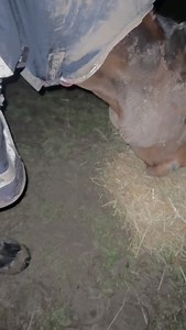 Bertie heard tomorrow was clipping day 🤣 bejesus. If only I knew someone that owned a horse shower company*… 🧐 *it’s me. I own a horse shower company. Can’t you tell? 🤣 | Poppy Webber - Qualified Saddle Fitter